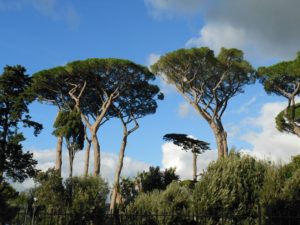 Pini storici di Villa Fondi - Piano di Sorrento