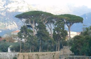 Pini storici di Villa Fondi - Piano di Sorrento