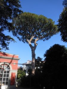 Pini storici di Villa Fondi - Piano di Sorrento