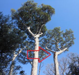 Pini storici di Villa Fondi - Piano di Sorrento