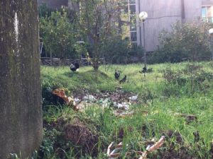 Galline beccano nel parco di san Michele